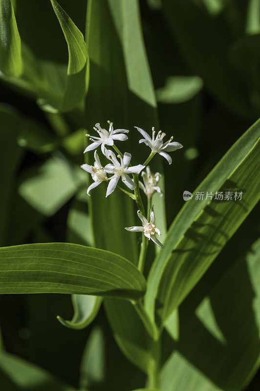 Maianthemum stellatum，星花假所罗门印，星花假所罗门印;或者是小小的假所罗门印，或者只是假所罗门印;星光熠熠的错误举动;镶嵌着假所罗门的印章。内华达山脉东部，我